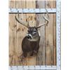 Image 1 : 160" Main Frame 4x5 Whitetail Shoulder Mount Taxidermy