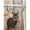 Image 2 : 160" Main Frame 4x5 Whitetail Shoulder Mount Taxidermy