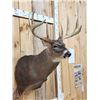 Image 3 : 160" Main Frame 4x5 Whitetail Shoulder Mount Taxidermy