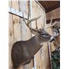 Image 4 : 160" Main Frame 4x5 Whitetail Shoulder Mount Taxidermy