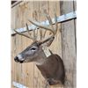 Image 5 : 160" Main Frame 4x5 Whitetail Shoulder Mount Taxidermy
