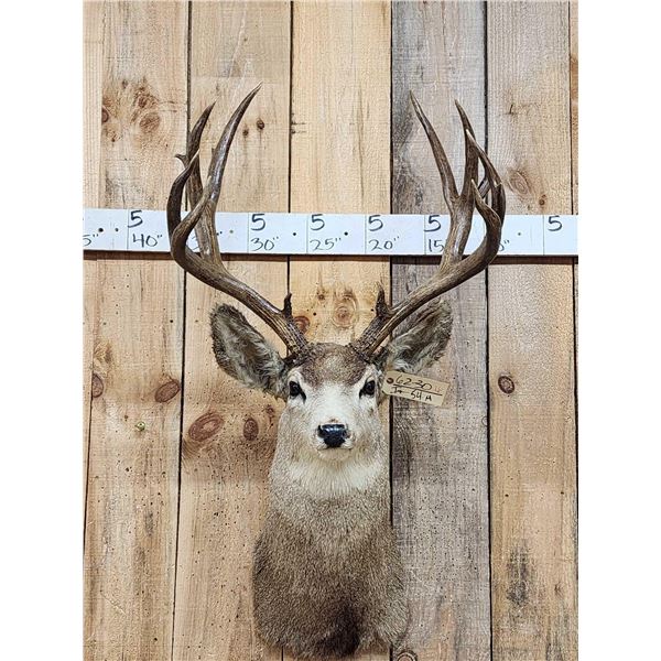 Vintage High 180 Class Mule Deer Shoulder Mount Taxidermy