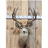 Image 1 : Vintage High 180 Class Mule Deer Shoulder Mount Taxidermy