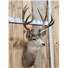 Image 2 : Vintage High 180 Class Mule Deer Shoulder Mount Taxidermy