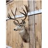 Image 3 : Vintage High 180 Class Mule Deer Shoulder Mount Taxidermy