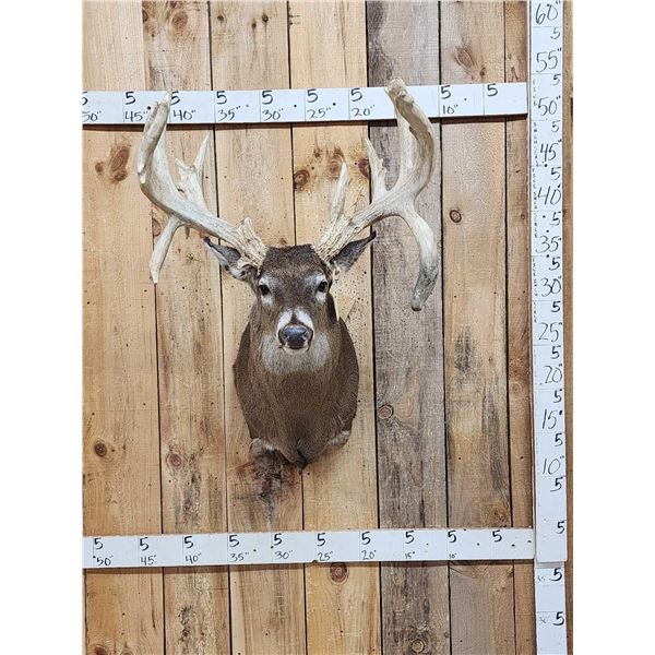 Big Main Frame 4x5 Whitetail Shoulder Mount Taxidermy
