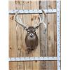 Image 1 : Big Main Frame 4x5 Whitetail Shoulder Mount Taxidermy