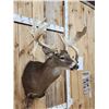 Image 2 : Big Main Frame 4x5 Whitetail Shoulder Mount Taxidermy