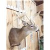 Image 3 : Big Main Frame 4x5 Whitetail Shoulder Mount Taxidermy