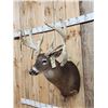 Image 4 : Big Main Frame 4x5 Whitetail Shoulder Mount Taxidermy