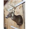 Image 5 : Big Main Frame 4x5 Whitetail Shoulder Mount Taxidermy