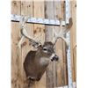 Image 6 : Big Main Frame 4x5 Whitetail Shoulder Mount Taxidermy