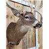 Image 7 : Big Main Frame 4x5 Whitetail Shoulder Mount Taxidermy