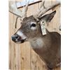 Image 8 : Big Main Frame 4x5 Whitetail Shoulder Mount Taxidermy