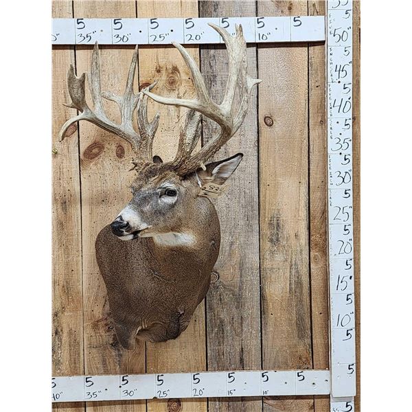 240" Nontypical Whitetail Shoulder Mount Taxidermy