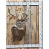 Image 1 : 240" Nontypical Whitetail Shoulder Mount Taxidermy
