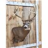 Image 2 : 240" Nontypical Whitetail Shoulder Mount Taxidermy