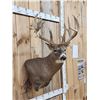 Image 3 : 240" Nontypical Whitetail Shoulder Mount Taxidermy