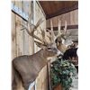 Image 4 : 240" Nontypical Whitetail Shoulder Mount Taxidermy