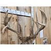 Image 5 : 240" Nontypical Whitetail Shoulder Mount Taxidermy