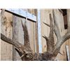 Image 6 : 240" Nontypical Whitetail Shoulder Mount Taxidermy