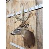 Image 7 : 240" Nontypical Whitetail Shoulder Mount Taxidermy
