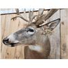 Image 8 : 240" Nontypical Whitetail Shoulder Mount Taxidermy