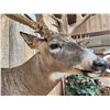 Image 9 : 240" Nontypical Whitetail Shoulder Mount Taxidermy