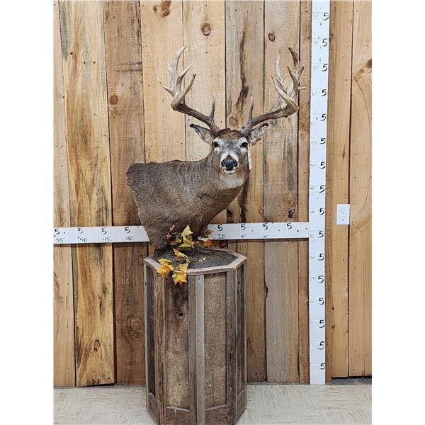 190 Class Whitetail Pedestal Taxidermy Mount
