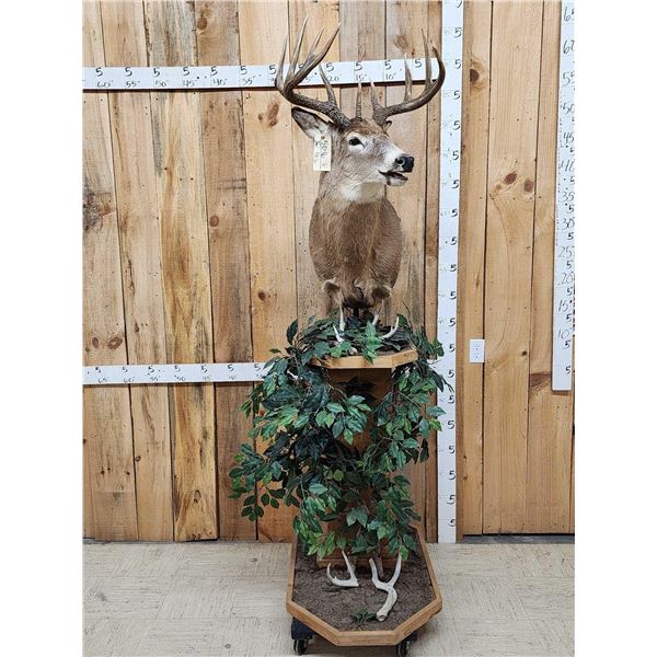 4x5 Whitetail Pedestal Taxidermy Mount