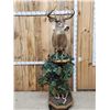 Image 1 : 4x5 Whitetail Pedestal Taxidermy Mount