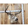 Image 2 : 4x5 Whitetail Pedestal Taxidermy Mount