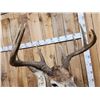 Image 3 : 4x5 Whitetail Pedestal Taxidermy Mount
