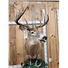 Image 4 : 4x5 Whitetail Pedestal Taxidermy Mount