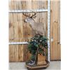 Image 5 : 4x5 Whitetail Pedestal Taxidermy Mount