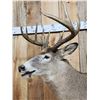 Image 6 : 4x5 Whitetail Pedestal Taxidermy Mount