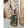 Image 7 : 4x5 Whitetail Pedestal Taxidermy Mount