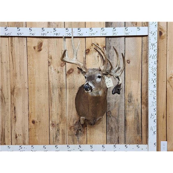 Big Nontypical Whitetail Shoulder Mount Taxidermy