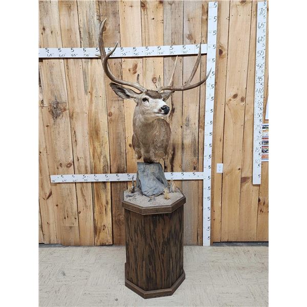 4x5 Mule Deer Pedestal Taxidermy Mount