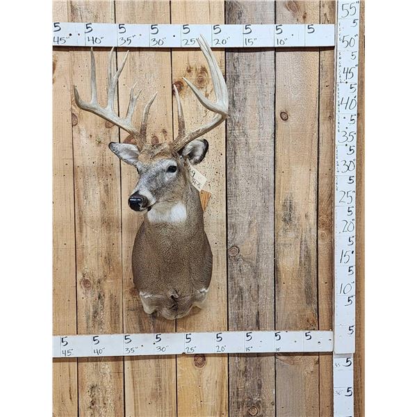 Mid 170 Class Wild Whitetail Shoulder Mount Taxidermy