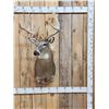 Image 1 : Mid 170 Class Wild Whitetail Shoulder Mount Taxidermy