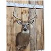 Image 2 : Mid 170 Class Wild Whitetail Shoulder Mount Taxidermy