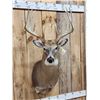 Image 3 : Mid 170 Class Wild Whitetail Shoulder Mount Taxidermy