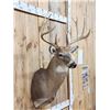 Image 4 : Mid 170 Class Wild Whitetail Shoulder Mount Taxidermy
