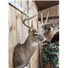 Image 5 : Mid 170 Class Wild Whitetail Shoulder Mount Taxidermy