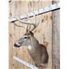 Image 6 : Mid 170 Class Wild Whitetail Shoulder Mount Taxidermy