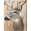 Image 7 : Mid 170 Class Wild Whitetail Shoulder Mount Taxidermy