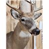 Image 8 : Mid 170 Class Wild Whitetail Shoulder Mount Taxidermy
