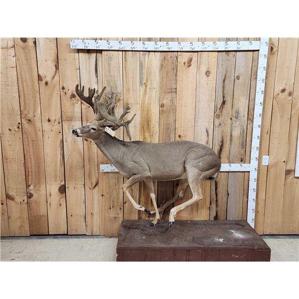 Big Whitetail Deer Full Body Taxidermy Mount