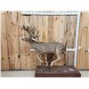 Image 1 : Big Whitetail Deer Full Body Taxidermy Mount